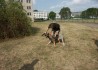 Hundeführerausbildung
